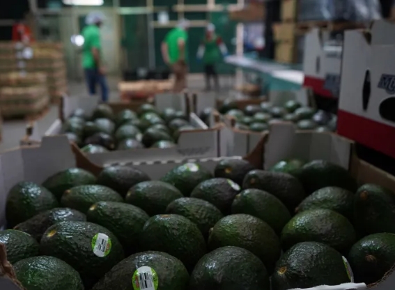 Pierde México 7.66 mdd diarios por suspensión de exportación de aguacate a EU