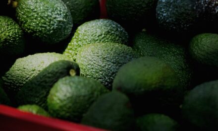 Reactivó EU a inspectores de aguacate en Michoacán