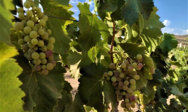 Es clave la renovación política en México para fortalcer agricultura de BC