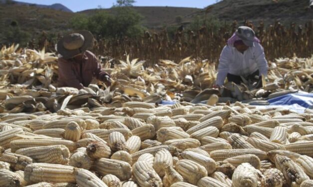 Uno de cada 2 kg de maíz que se consume en México es importado