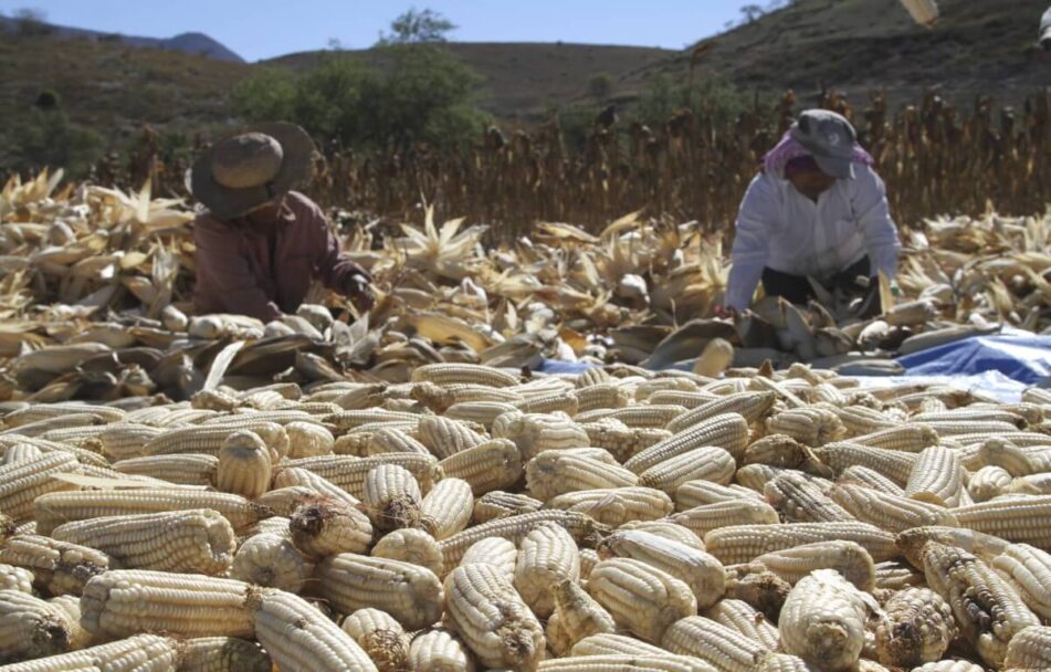 Se mantendrá México como importador de granos y oleaginosas: CCI