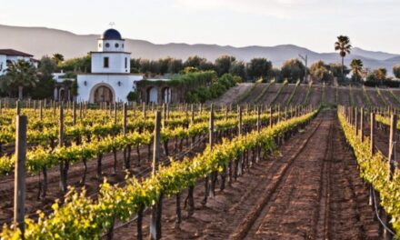 Las edades del vino