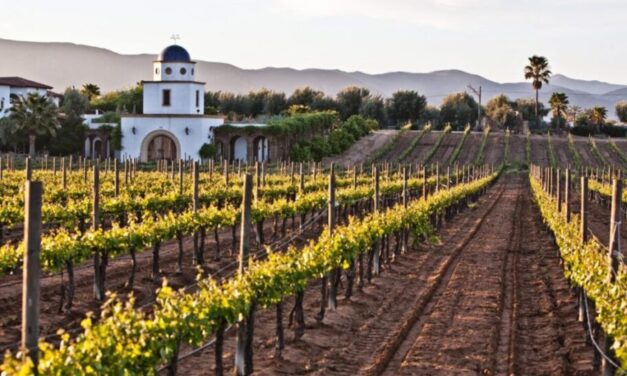 Las edades del vino