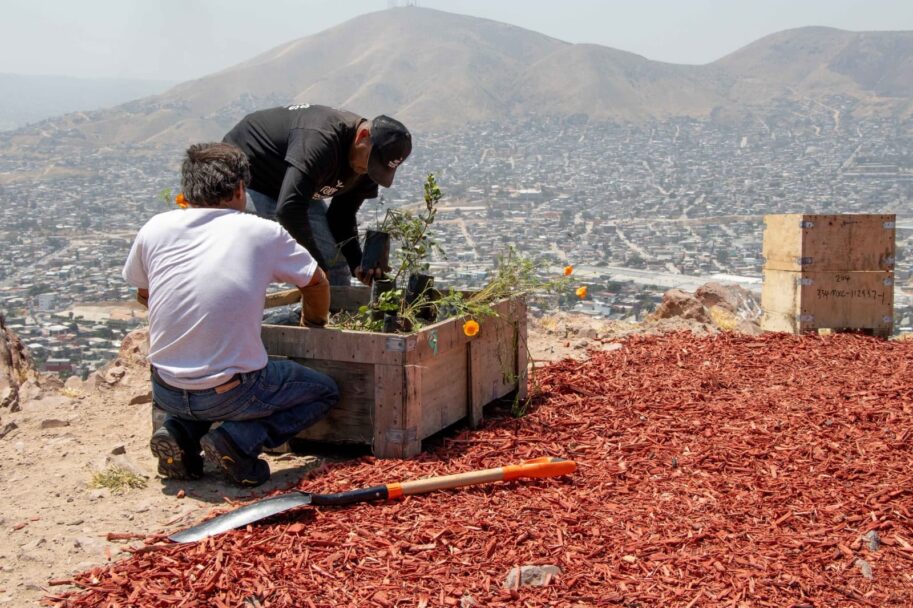 Exhorta Nación Verde a reciclar los arbolitos de navidad naturales