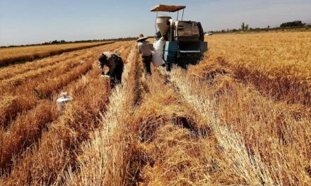 Invitan a seminario para manejo integral al cultivo de trigo