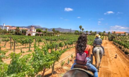 Perdería turismo Valle de Guadalupe: Fetraex