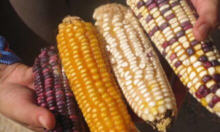 Frena México prohibición de maíz transgénico y glifosato