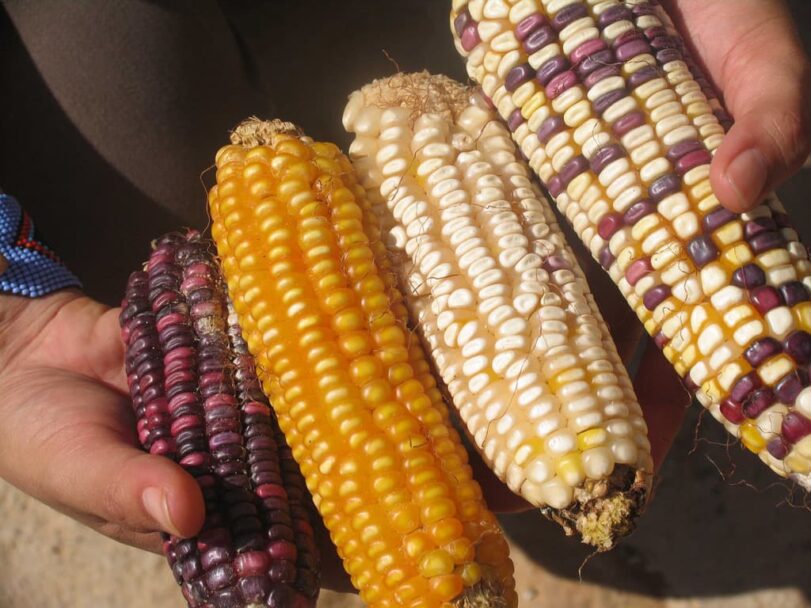 Frena México prohibición de maíz transgénico y glifosato