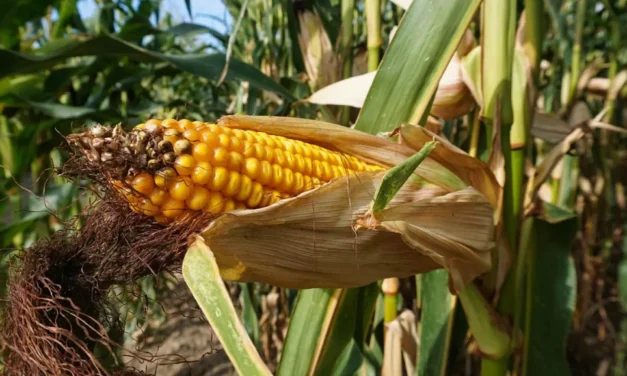 Profundiza México su dependencia alimentaria