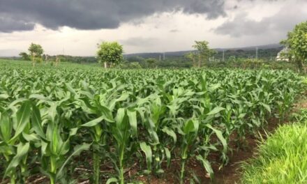 Buscan reorganización en el sector agropecuario ante aranceles