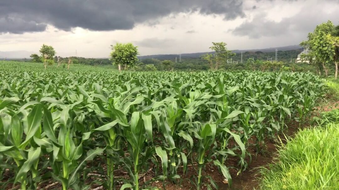 Buscan reorganización en el sector agropecuario ante aranceles