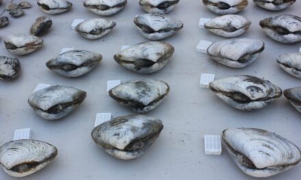 Destaca la SEPESCA BC sabor con historia de la Almeja Pismo
