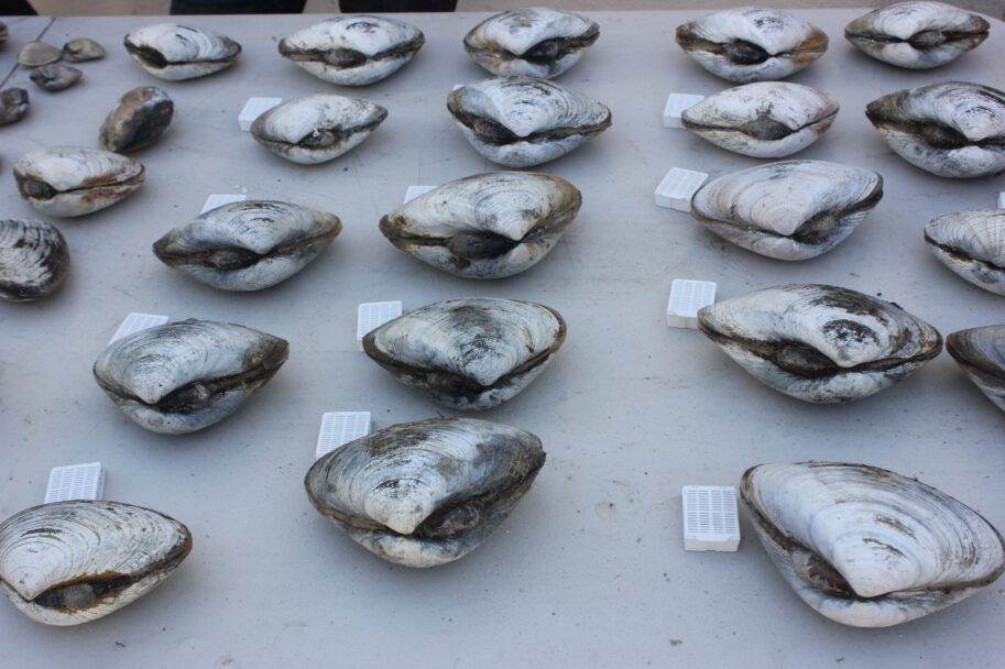 Destaca la SEPESCA BC sabor con historia de la Almeja Pismo