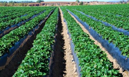 Se ha trasformado la agroindustria con la inteligencia de negocios