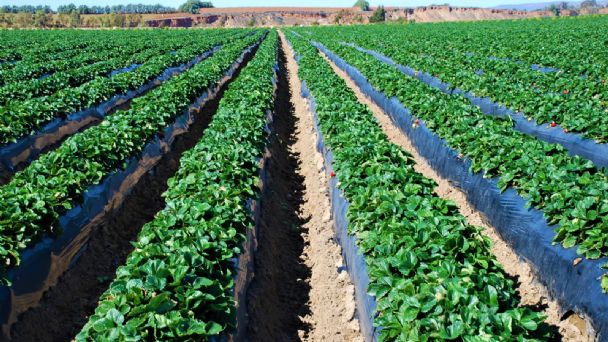 Se ha trasformado la agroindustria con la inteligencia de negocios