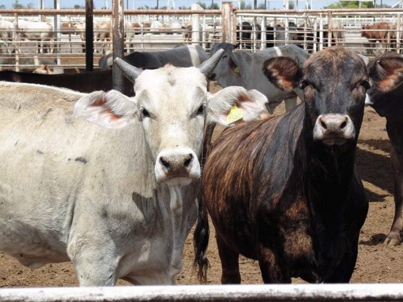 Están en riesgo exportaciones de ganado de BC hacia EU