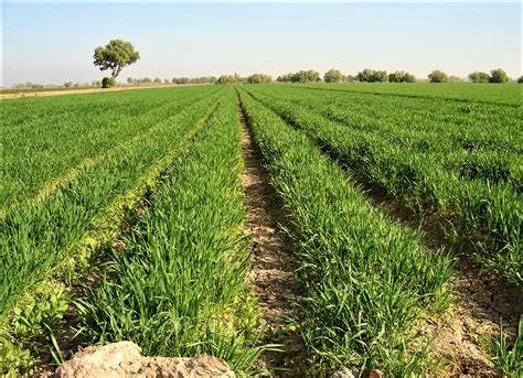 Beneficiará Programa de Energía a más de 72 mil hectáreas agrícolas de BC