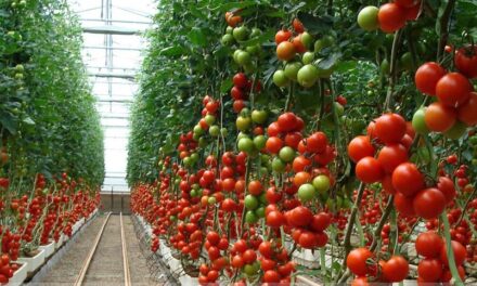 Dejaría pérdidas millonarias en BC impuesto a tomate