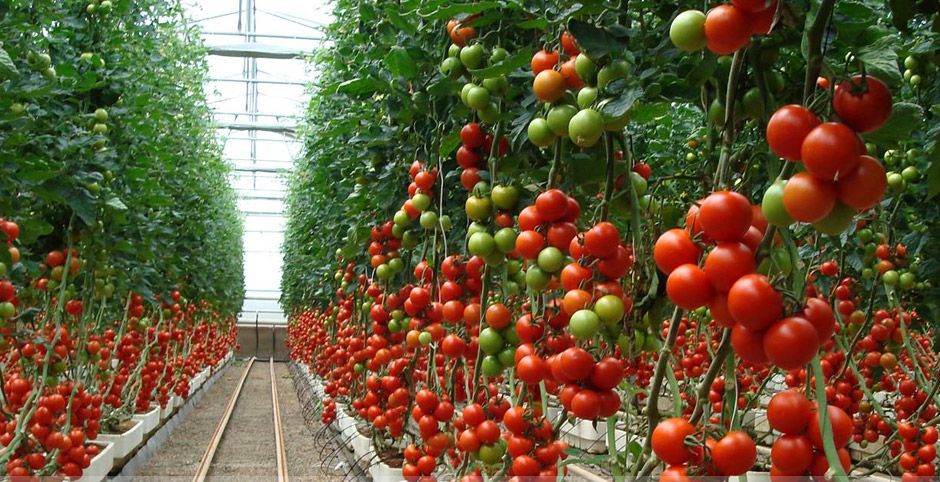 Dejaría pérdidas millonarias en BC impuesto a tomate