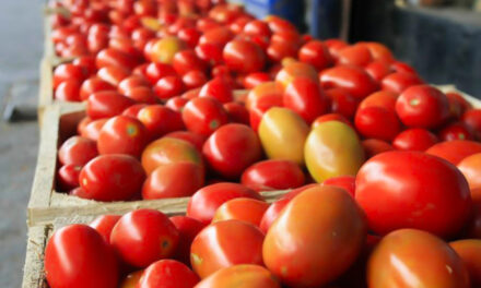 Dañarán cadena alimentaria de EU aranceles a jitomate mexicano 