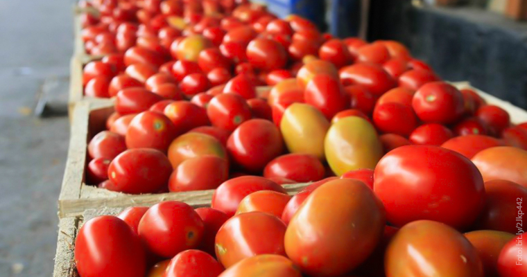 Dañarán cadena alimentaria de EU aranceles a jitomate mexicano 