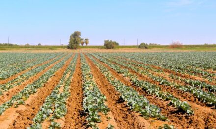 Es renta de las hectáreas el negocio en BC