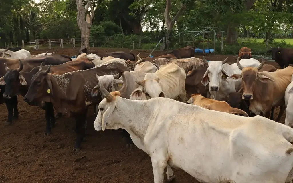 Capacitan a productores de BC sobre Gusano Barrenador del Ganado
