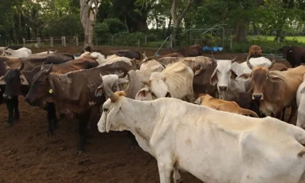 Capacitan a productores de BC sobre Gusano Barrenador del Ganado