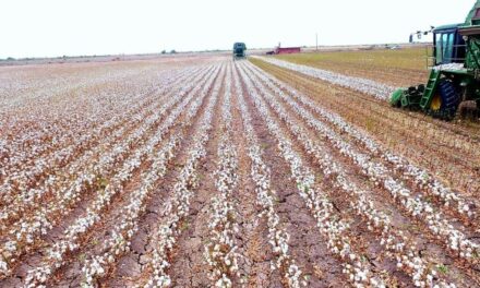 Anuncian cierre de siembras del cultivo algodonero en Valle de Mexicali