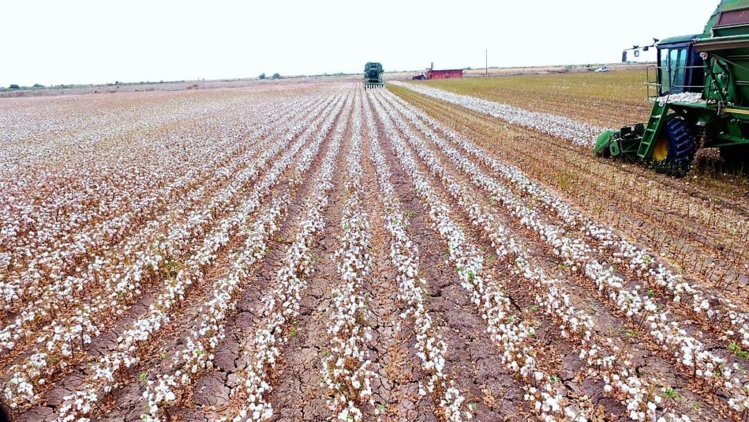 Anuncian cierre de siembras del cultivo algodonero en Valle de Mexicali
