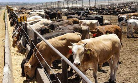 Cerró EU frontera a ganado mexicano por gusano barrenador
