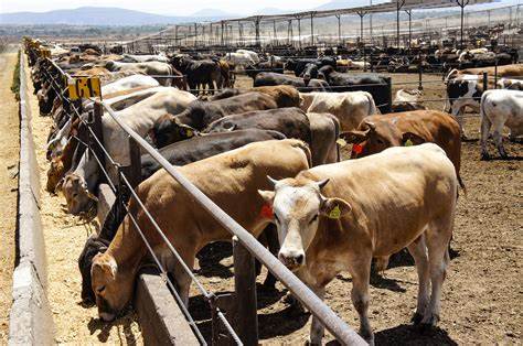 Cerró EU frontera a ganado mexicano por gusano barrenador