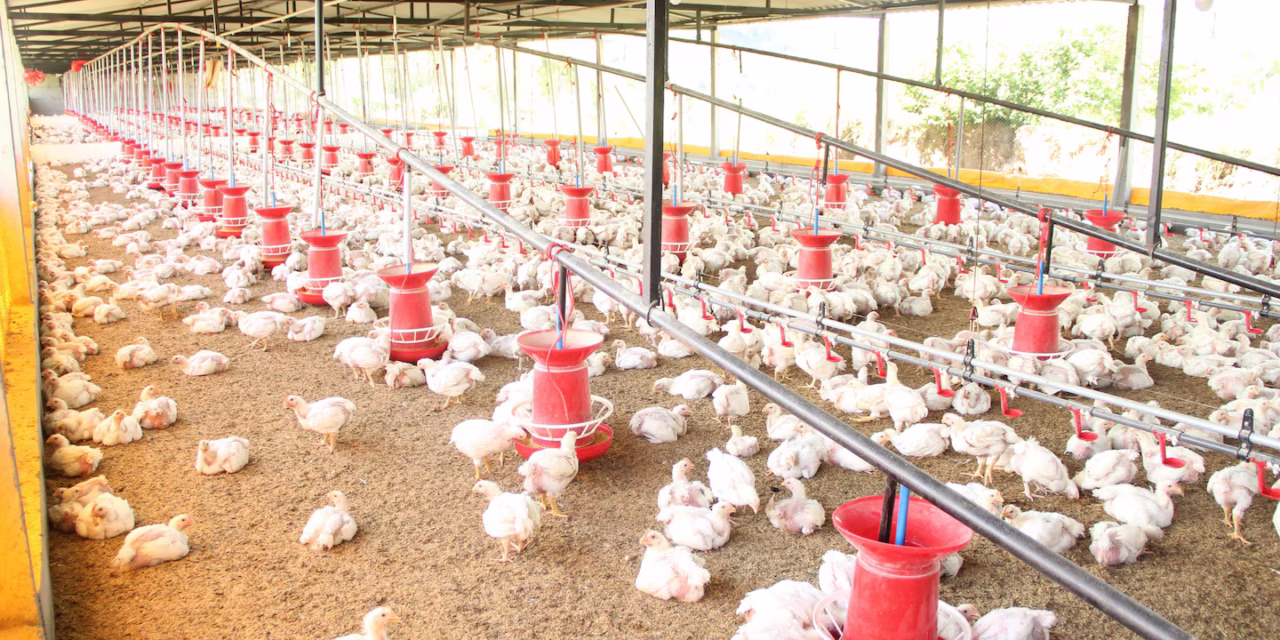 Suspende México importaciones avícolas de Brasil por influenza aviar