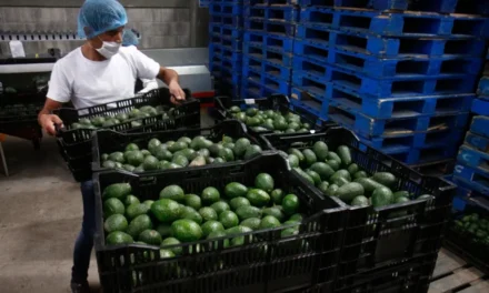 Anotarán exportaciones de aguacate mexicano récord de 4mil mdd en 2025
