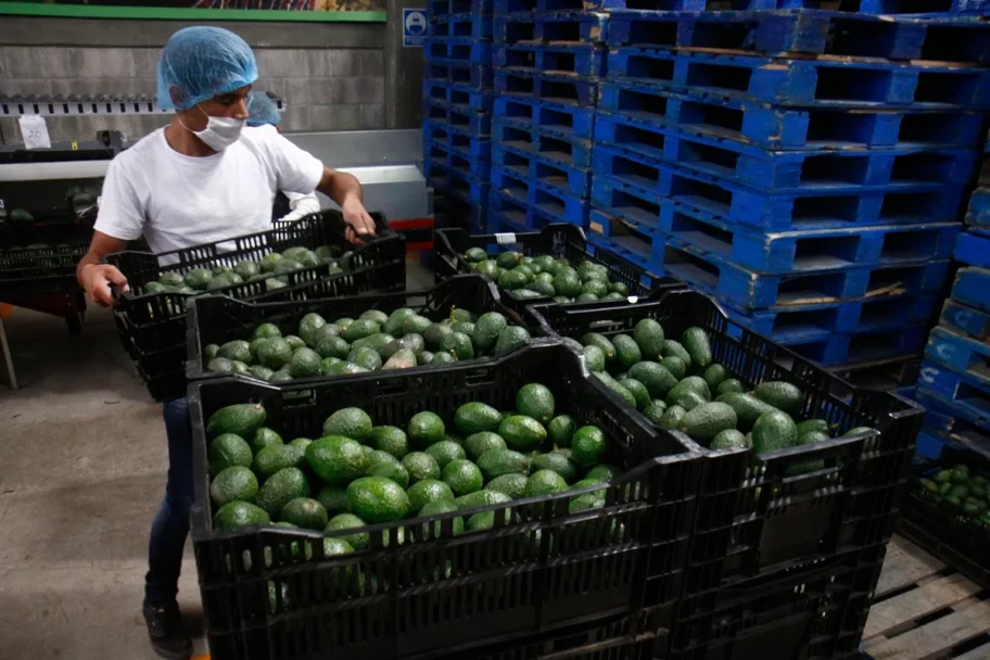 Anotarán exportaciones de aguacate mexicano récord de 4mil mdd en 2025