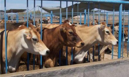 Buscan reactivar exportación de ganado a EU