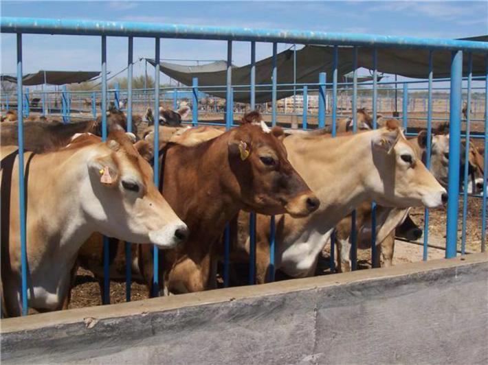 Buscan reactivar exportación de ganado a EU