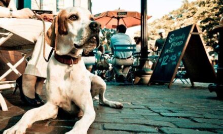 Son negocios “pet friendly” cada vez más buscados por turistas en Tijuana