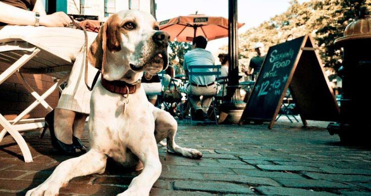 Son negocios “pet friendly” cada vez más buscados por turistas en Tijuana