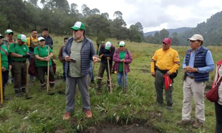 Desplaza jardinería comercial a la flora nativa en Tijuana