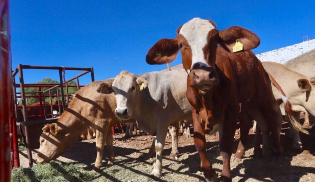 Pide México a EU ‘indicadores claros’ sobre el gusano barrenador