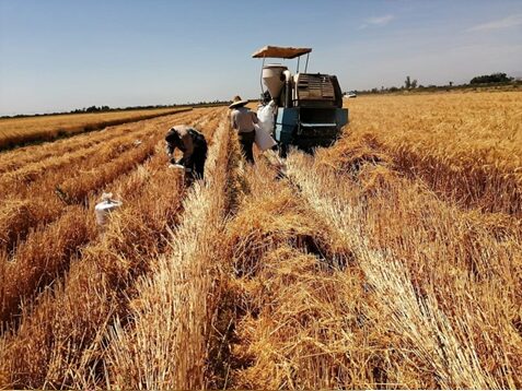 Lograron productores de Mexicali y SLRC más 4,505 toneladas de Trigo