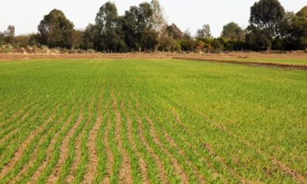 Confirman pago sólo a 22 mil hectáreas por descanso de tierras