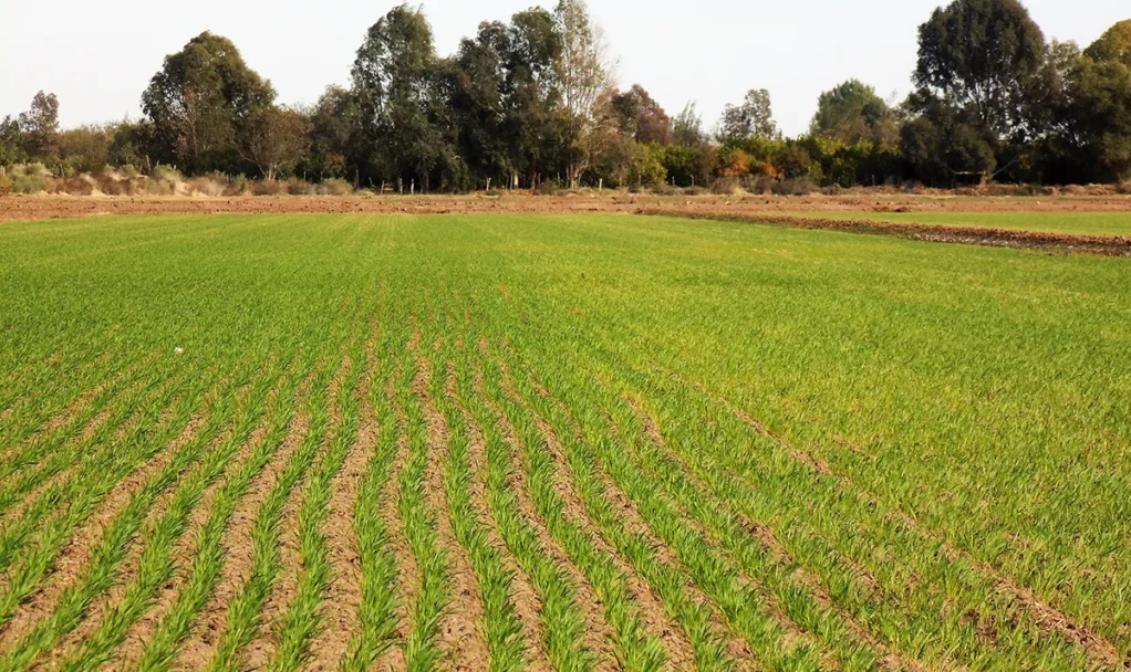 Confirman pago sólo a 22 mil hectáreas por descanso de tierras