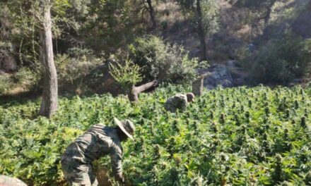 Destruyen cinco plantíos de cannabis en el Valle de Guadalupe
