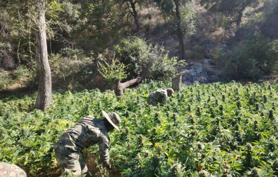 Destruyen cinco plantíos de cannabis en el Valle de Guadalupe