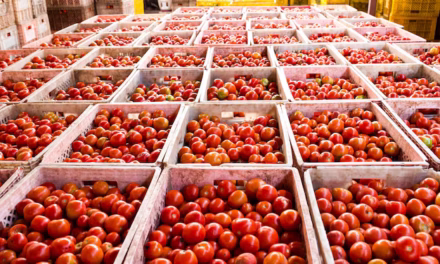 Aplica EU cuota antidumping de 17.09% a importaciones de tomate mexicano