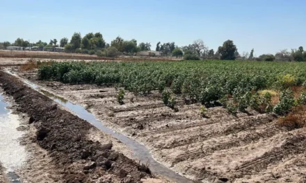Queda fuera Baja California del Plan Nacional Hídrico