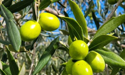 Incrementó un 13.64% producción de olivo en Baja California