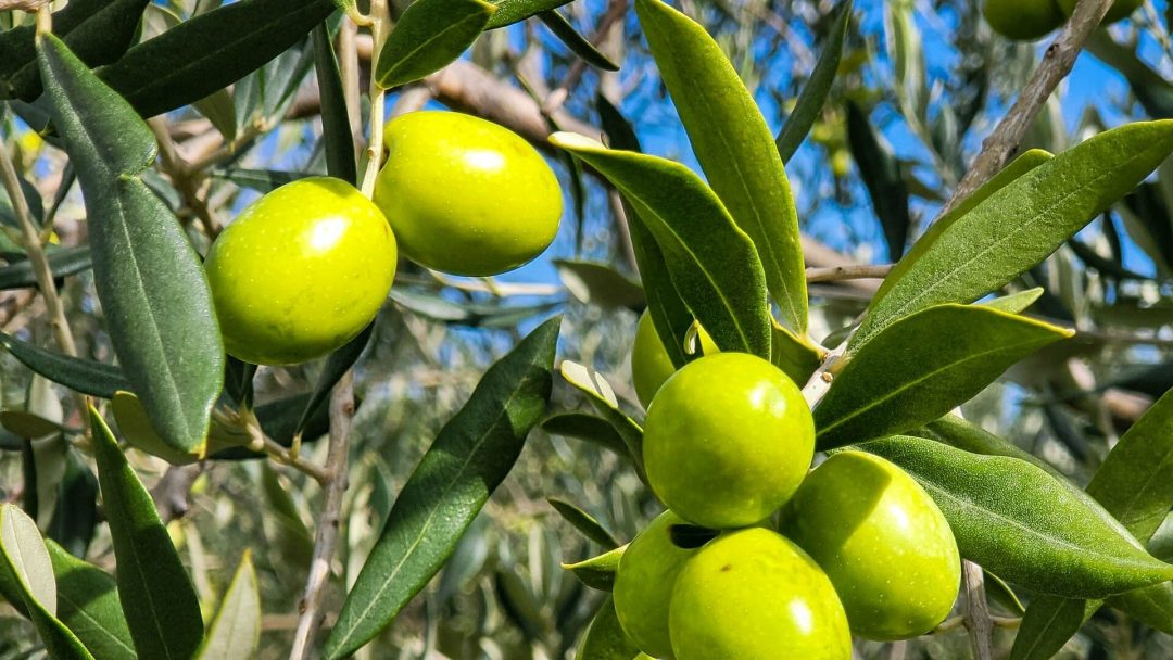 Incrementó un 13.64% producción de olivo en Baja California